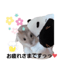 はむちゃんかわいいスタンプ 4（個別スタンプ：5）
