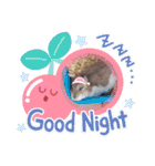 はむちゃんかわいいスタンプ 4（個別スタンプ：19）