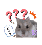 はむちゃんかわいいスタンプ 4（個別スタンプ：28）