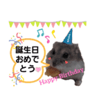 はむちゃんかわいいスタンプ 4（個別スタンプ：31）