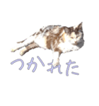 だるいねむいつかれたねこ（個別スタンプ：9）