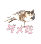 だるいねむいつかれたねこ（個別スタンプ：13）