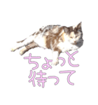 だるいねむいつかれたねこ（個別スタンプ：21）