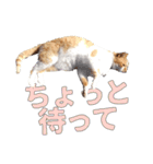 だるいねむいつかれたねこ（個別スタンプ：23）