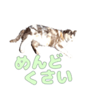 だるいねむいつかれたねこ（個別スタンプ：34）