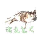 だるいねむいつかれたねこ（個別スタンプ：37）