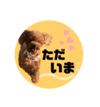ペッコ（個別スタンプ：3）