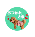 ペッコ（個別スタンプ：5）