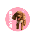 ペッコ（個別スタンプ：6）