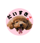 ペッコ（個別スタンプ：7）