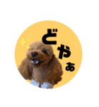 ペッコ（個別スタンプ：8）