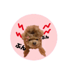 ペッコ（個別スタンプ：9）
