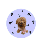 ペッコ（個別スタンプ：10）