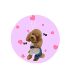 ペッコ（個別スタンプ：13）