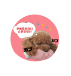 ペッコ（個別スタンプ：15）