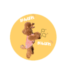 ペッコ（個別スタンプ：22）