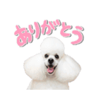 白プースタンプ（個別スタンプ：3）
