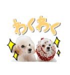 白プースタンプ（個別スタンプ：5）