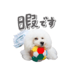 白プースタンプ（個別スタンプ：7）