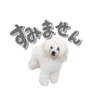 白プースタンプ（個別スタンプ：9）