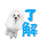 白プースタンプ（個別スタンプ：15）