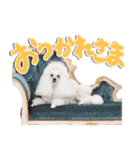 白プースタンプ（個別スタンプ：16）