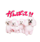 白プースタンプ（個別スタンプ：17）