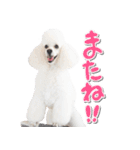 白プースタンプ（個別スタンプ：19）