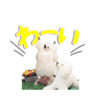 白プースタンプ（個別スタンプ：21）