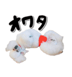 白プースタンプ（個別スタンプ：30）