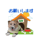 ココのスタンプ♡（個別スタンプ：1）