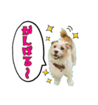 ココのスタンプ♡（個別スタンプ：5）