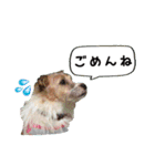 ココのスタンプ♡（個別スタンプ：13）