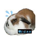 いろんなくろちゃん（個別スタンプ：2）