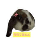 いろんなくろちゃん（個別スタンプ：3）