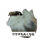 いろんなくろちゃん（個別スタンプ：5）
