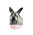 いろんなくろちゃん（個別スタンプ：6）