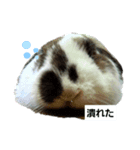いろんなくろちゃん（個別スタンプ：7）