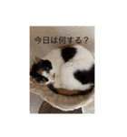 まるにゃんのスタンプ3（個別スタンプ：1）