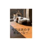 まるにゃんのスタンプ3（個別スタンプ：3）