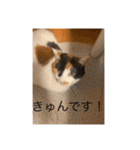 まるにゃんのスタンプ3（個別スタンプ：5）