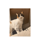 まるにゃんのスタンプ3（個別スタンプ：6）