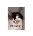 まるにゃんのスタンプ3（個別スタンプ：9）