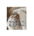 まるにゃんのスタンプ3（個別スタンプ：10）