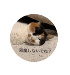 まるにゃんのスタンプ3（個別スタンプ：16）