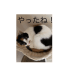 まるにゃんのスタンプ3（個別スタンプ：19）