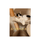 まるにゃんのスタンプ3（個別スタンプ：20）