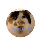 まるにゃんのスタンプ3（個別スタンプ：22）