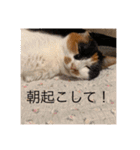 まるにゃんのスタンプ3（個別スタンプ：24）