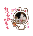 まるにゃんのスタンプ3（個別スタンプ：33）
